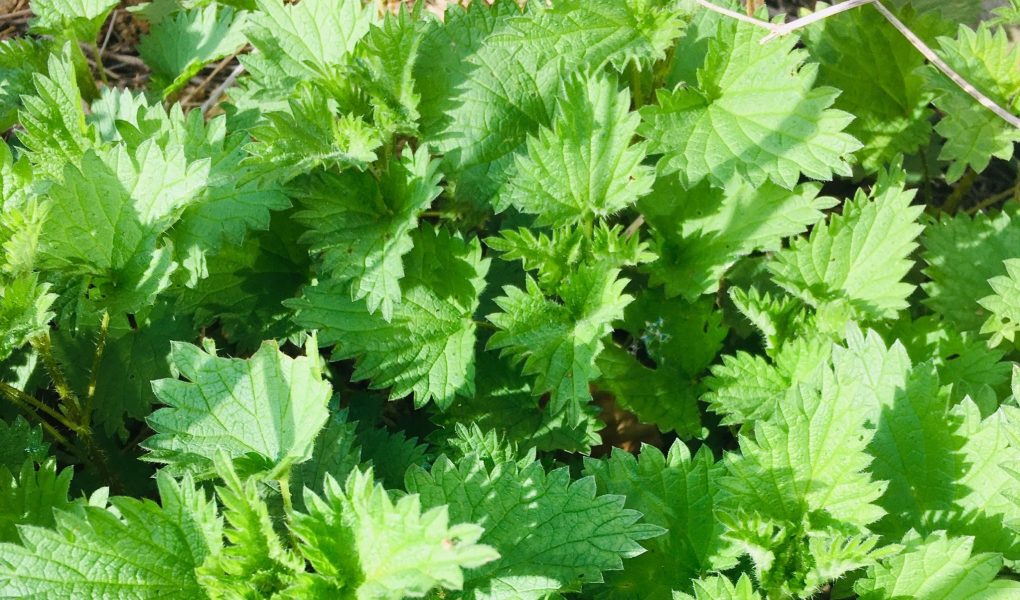 L ortie Un Tr sor De Plante M dicinale Natorea Herboristerie L ortie Un Tr sor De Plante M dicinale Natorea Herboristerie